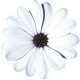 Osteospermum Erato White