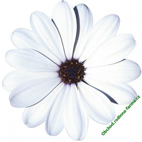 Osteospermum Erato White