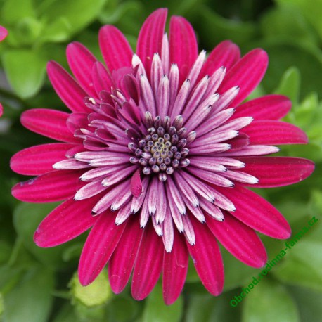 Osteospermum Erato Double Bright Violet