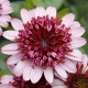 Osteospermum Erato Double Rose