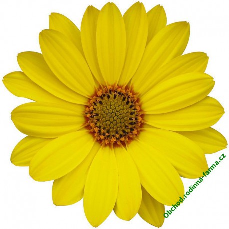 Osteospermum Erato Special Gold