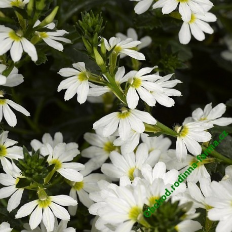 Scaevola Whirlwind Early Compact White