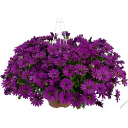 Osteospermum Erato Basket Purple
